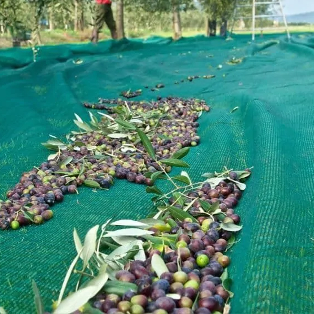 colheita de rede de oliveira