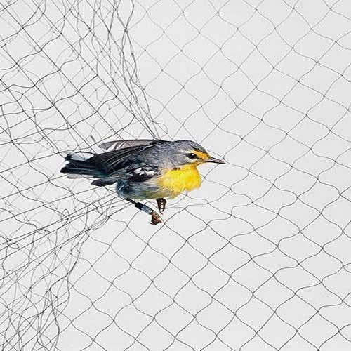 Redes de névoa para pássaros para capturar pássaros