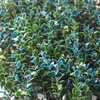 Tela decorativa de folha de hera artificial personalizada para cerca verde folhas falsas 