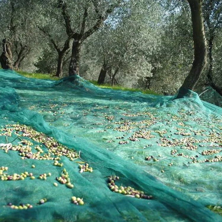 Escolhendo a rede de oliveira certa para o seu pomar: fatores a serem considerados