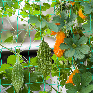 Rede de treliças de plantas