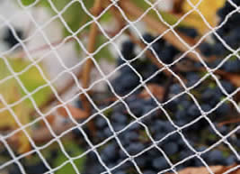 Como escolher o tamanho da malha da rede de pássaros