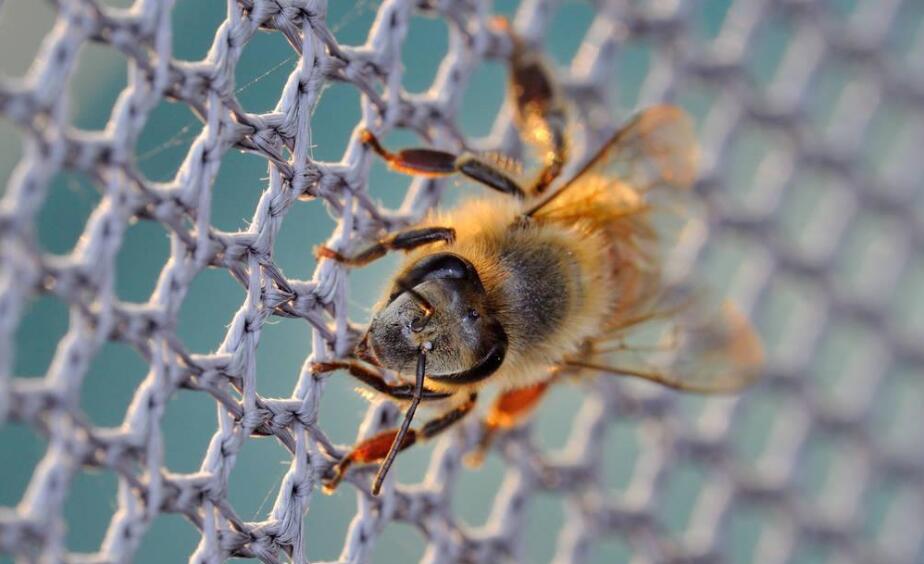 rede de abelha de plástico