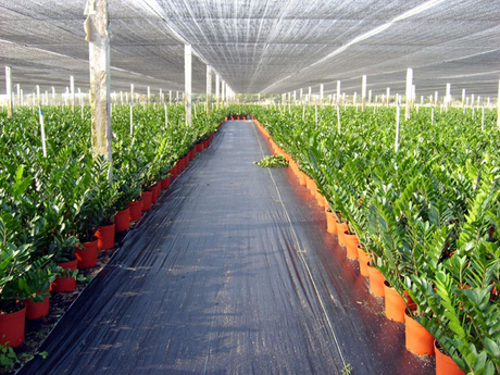 100-virgin-HDPE-green-agricultural-shade-net.jpg