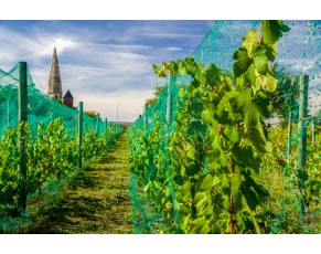 Como escolher o tamanho da malha para a rede anti -pássaro