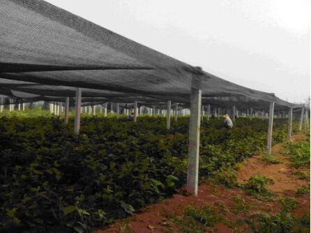 Quantas agulhas usadas na rede de sombra da planta?