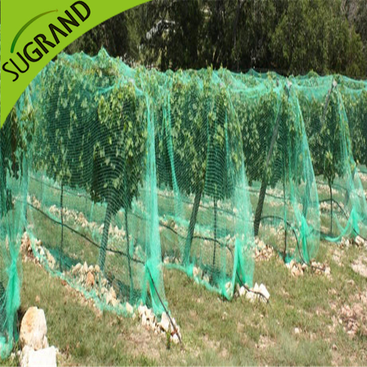 Como distinguir a vida da rede de pássaros?