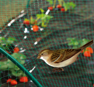 rede de p&aacute;ssaros