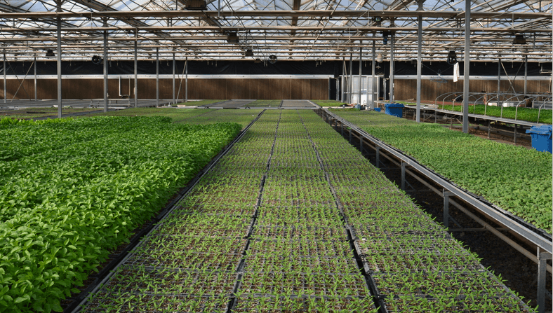 bandejas para ber&ccedil;&aacute;rio