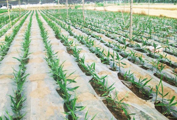 Qual é a diferença entre o filme Mulch preto e branco?