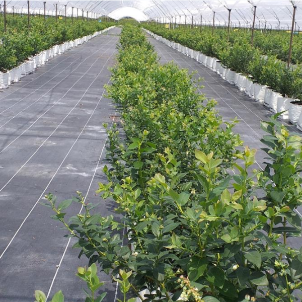 Aplicação de capacete de ervas daninhas hortícolas