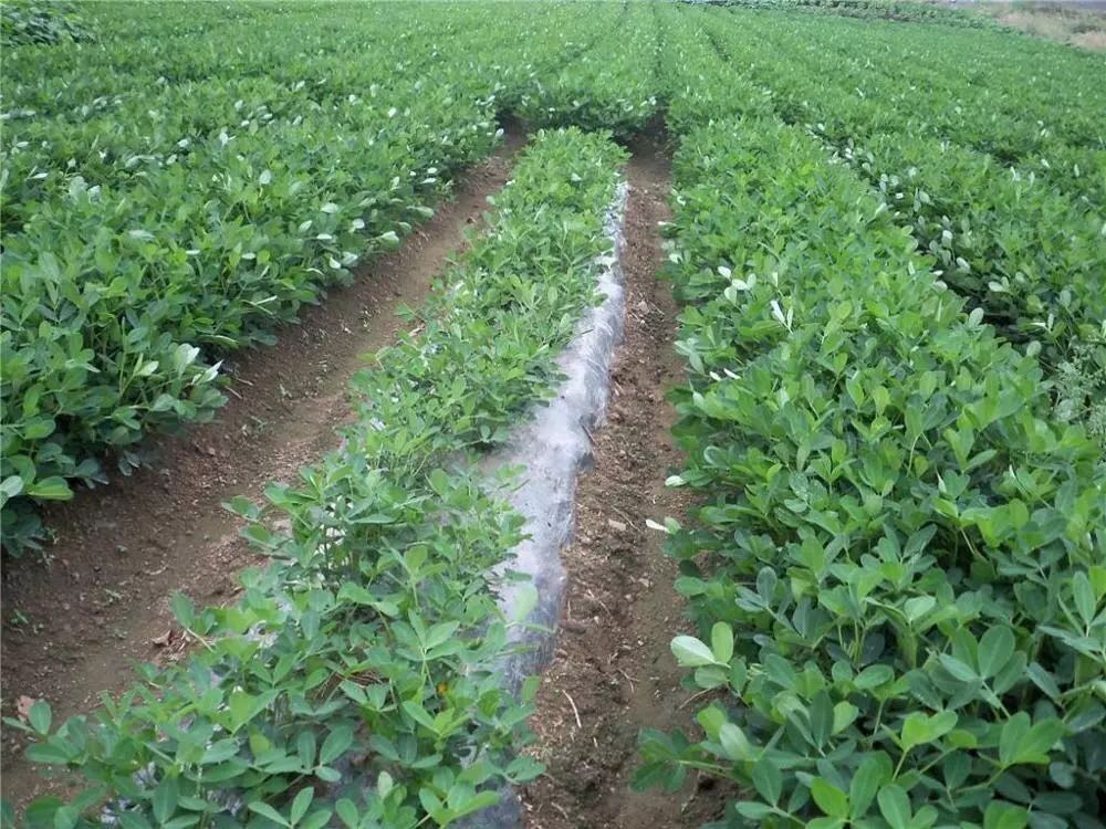 Filme de palha de plástico preto prateado para mato de erva agrícola
