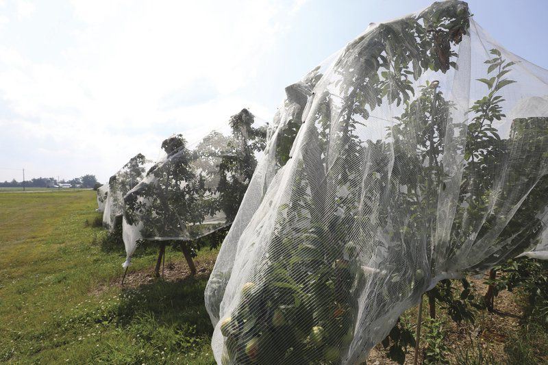 Como instalar redes contra insetos: um guia DIY para agricultores e jardineiros