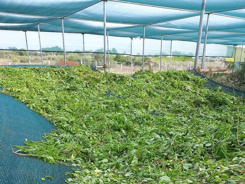 rede de sombra verde