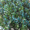 Tela de folha de hera artificial personalizada Tela decorativa Tela de folhas falsas verdes 