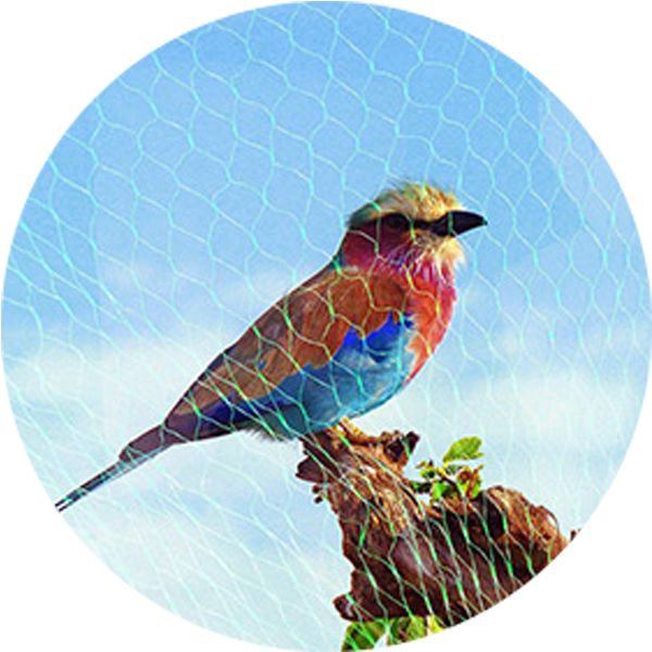 -Bird 