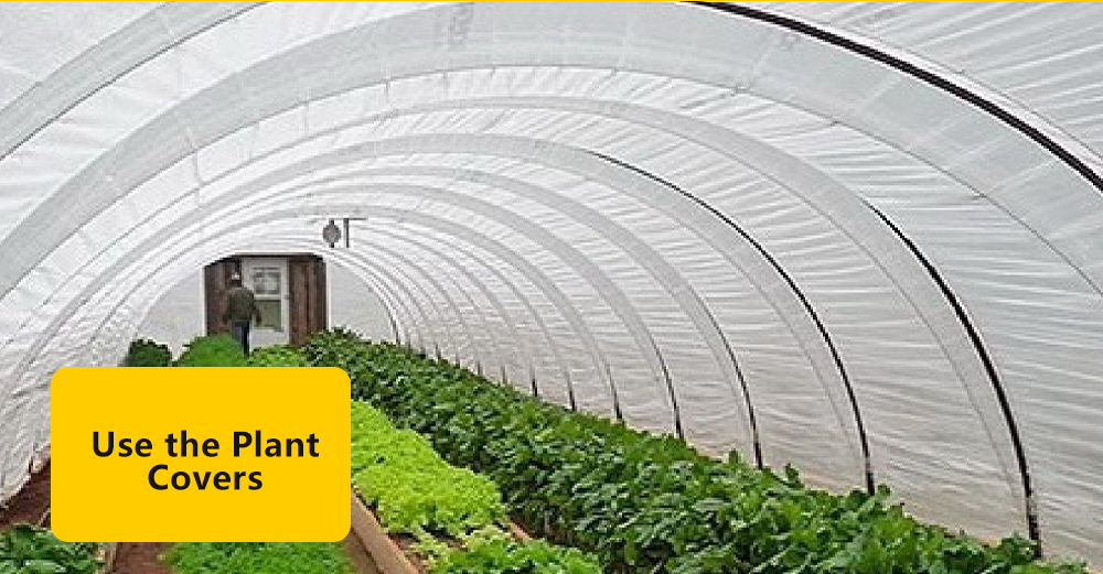 Plant Greenhouse Film