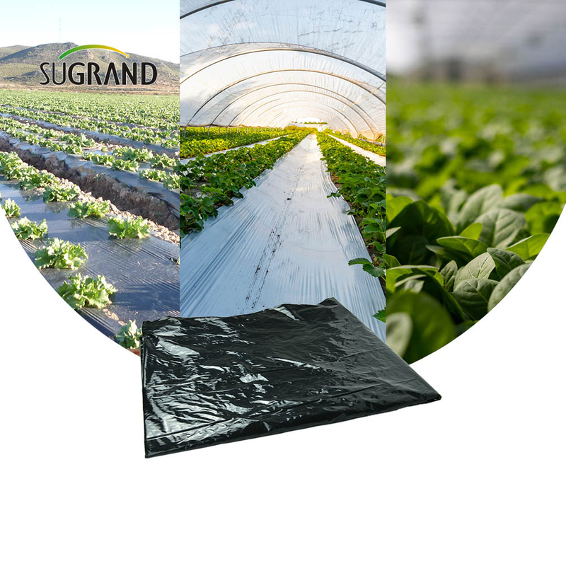 Preço barato de fábrica plástico preto Mulch Biodegatorable UV Mulch Film for Agricultural