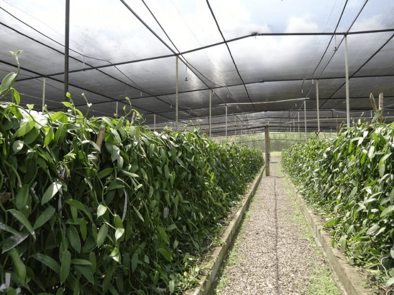 NET de sombra agrícola